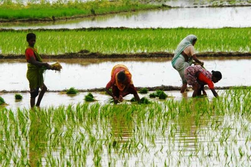 कृषिमा बैंकवित्तको बढ्दो लगानी, तर घट्दो उत्पादन